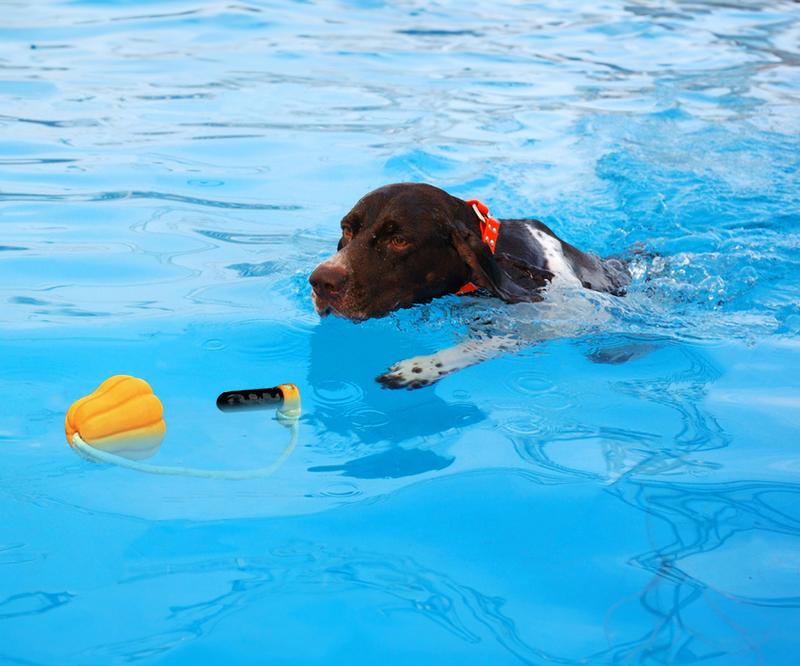 PROKEl Dog Rope Fetch Exercise ToyforMedium  Large Aggressive Chewers BreedDogsChew Interactive Toys Training Tug Of WarBallsindoor And Outdoor H