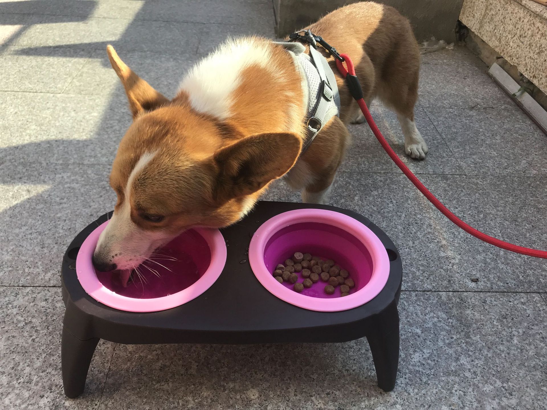 Folding pet bowl