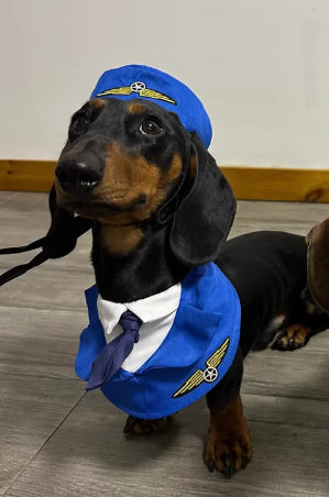 Dachshund Dog Funny Clothes Halloween Suit