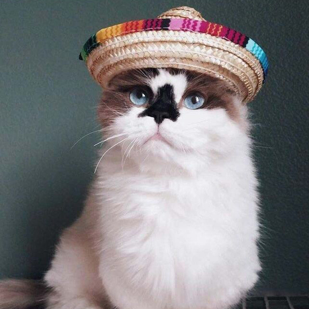 Straw mini pet straw hat