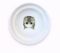 Protect The Spine Bowl Holder Cat Food Water