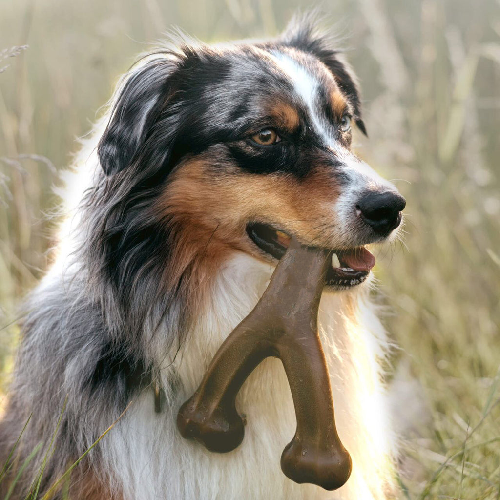 Pet Dog Bite Molar Rod Durable