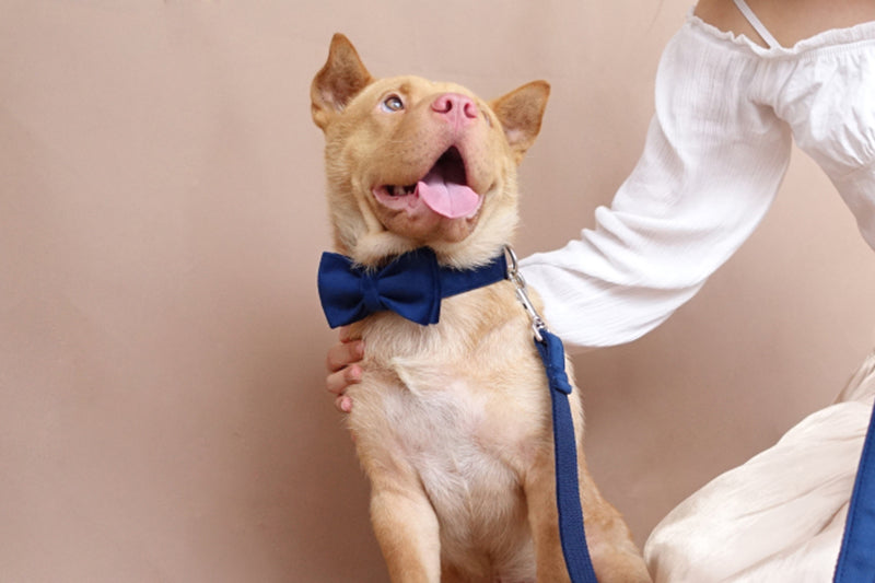 Bowknot Pet Collar Large, Medium And Small Pet Traction Collar Dog Leash