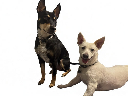 Two dogs, one black and brown and one white, sitting on a white background.